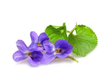 Veilchen Fruchtzubereitung 