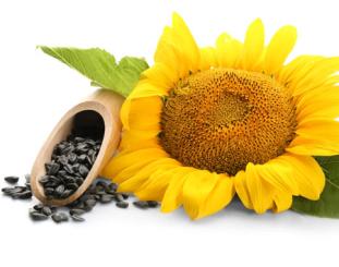 Sonnenblumenprotein 50 % 